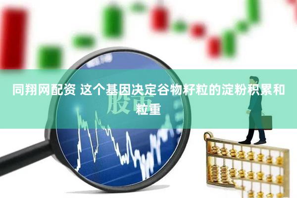 同翔网配资 这个基因决定谷物籽粒的淀粉积累和粒重