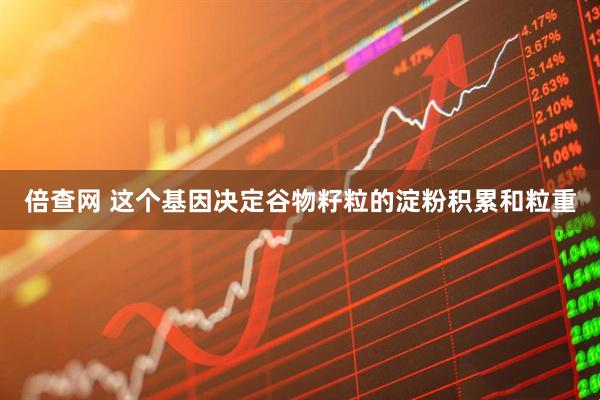 倍查网 这个基因决定谷物籽粒的淀粉积累和粒重
